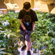 Illustration for article titled Denver's cooks ditch hot kitchens for bigger bucks in marijuana industry